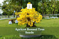 Apricot Bonsai Tree Seeds – Prunus armeniaca, Yellow Flowering, Flowering & Fruit-Bearing, Dormant Seeds (3 Pack)
