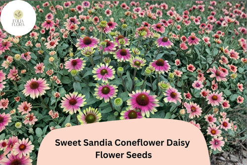 200+ Sweet Sandia Coneflower Seeds | Echinacea purpurea | Vibrant Pink & Red Blooms | Pollinator-Friendly Perennial