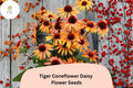 200+ Tiger Coneflower Daisy Seeds | Echinacea purpurea | Bright Orange Blooms | Pollinator-Friendly Perennial Garden