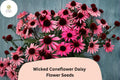 200+ Echinacea purpurea Seeds | Dark Bloom Mix | Pollinator-Friendly Perennial Flowers for Garden, Borders & Cuttings