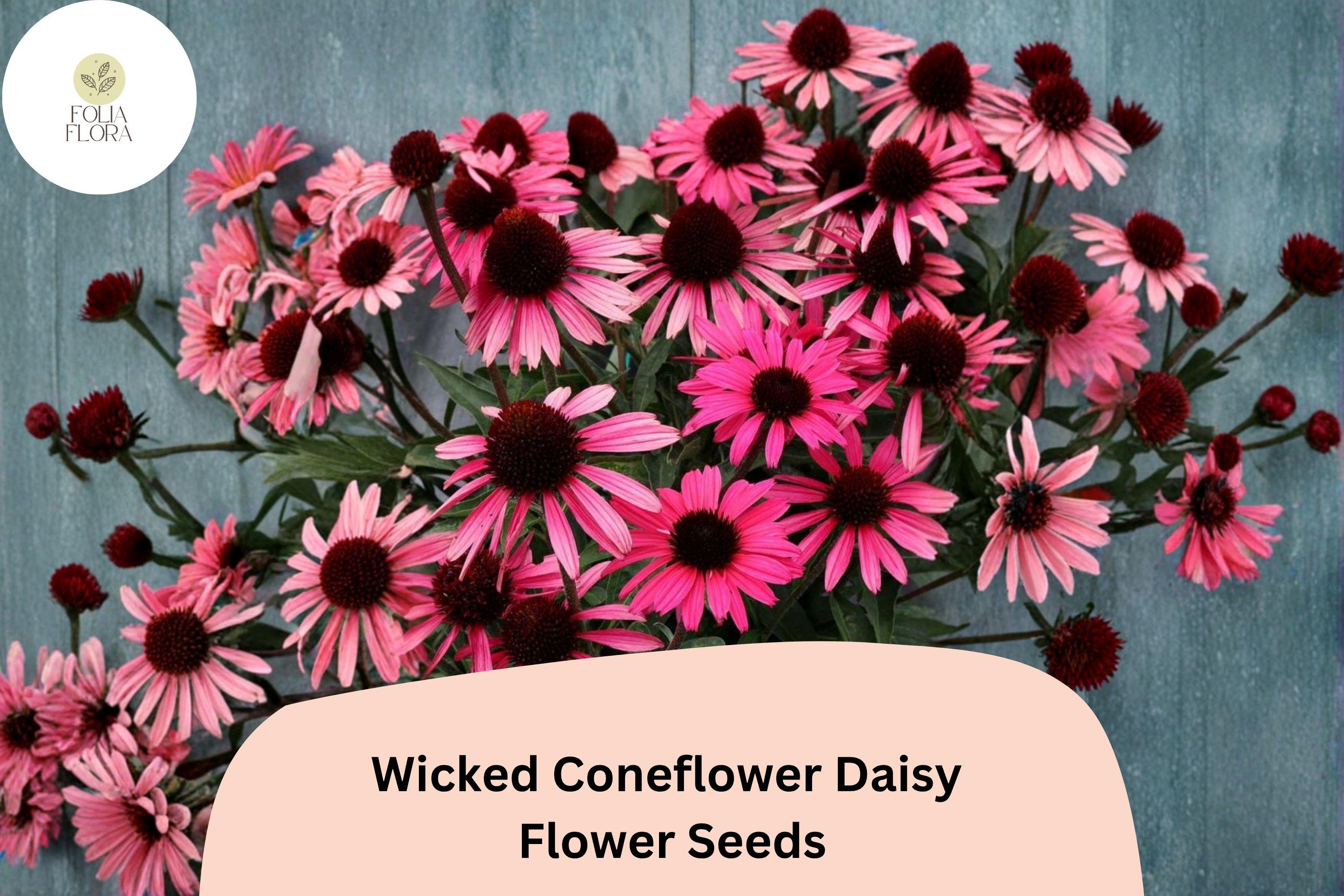 200+ Echinacea purpurea Seeds | Dark Bloom Mix | Pollinator-Friendly Perennial Flowers for Garden, Borders & Cuttings