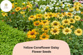 Yellow Coneflower Seeds | Echinacea paradoxa Perennial with Golden Blooms, Attracts Pollinators, Drought-Tolerant