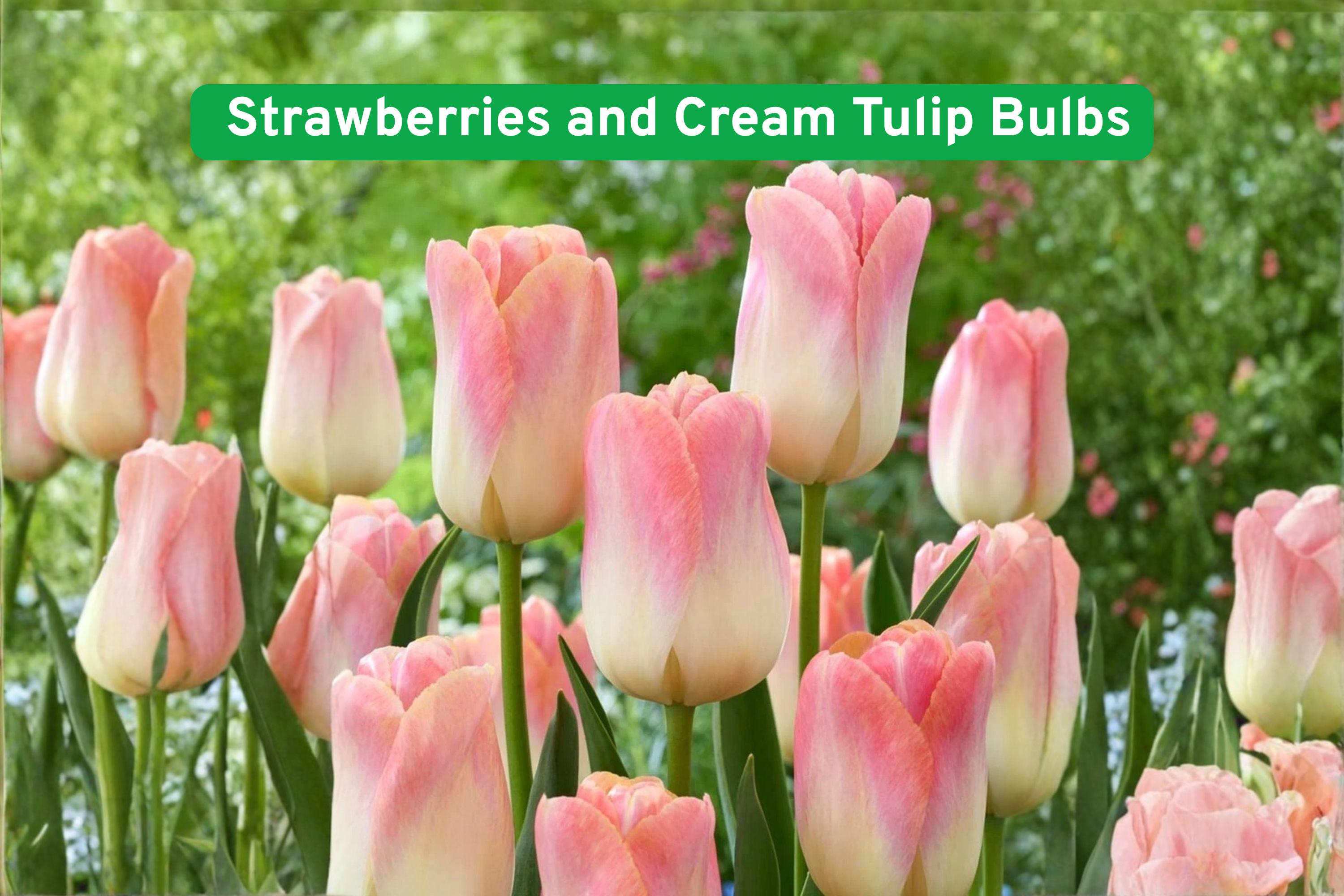 Strawberries and Cream Tulip Bulbs – Pink & Cream Perennial Flower – Tulipa spp.