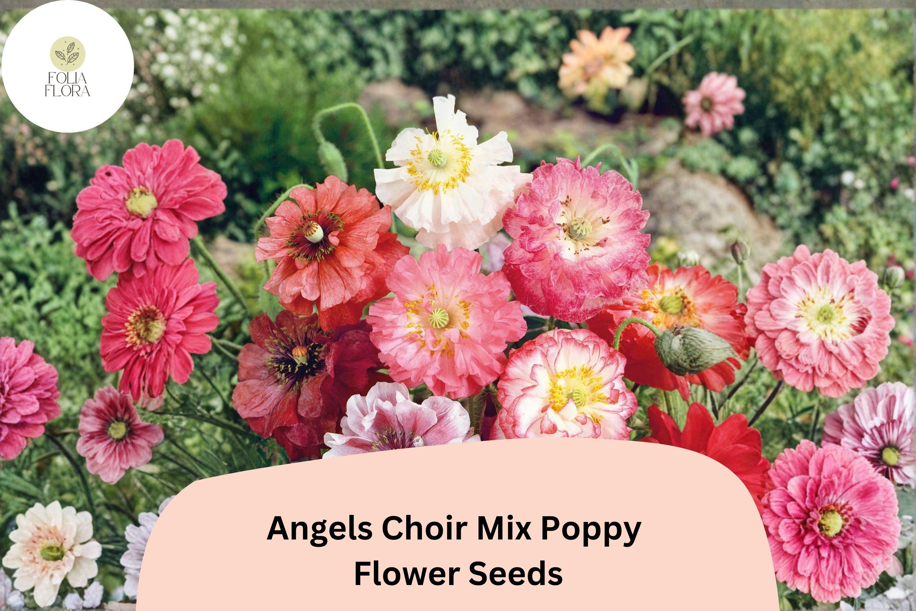 Angels Choir Poppy Seeds | Vibrant Mixed Colors | Papaver Species | Easy to Grow Annual for Garden Beds & Containers