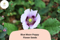Blue Moon Poppy Seeds, Rare Lavender & Blue Blooms, Easy Grow, Papaver somniferum, Annual Flower for Garden Beds & Borders