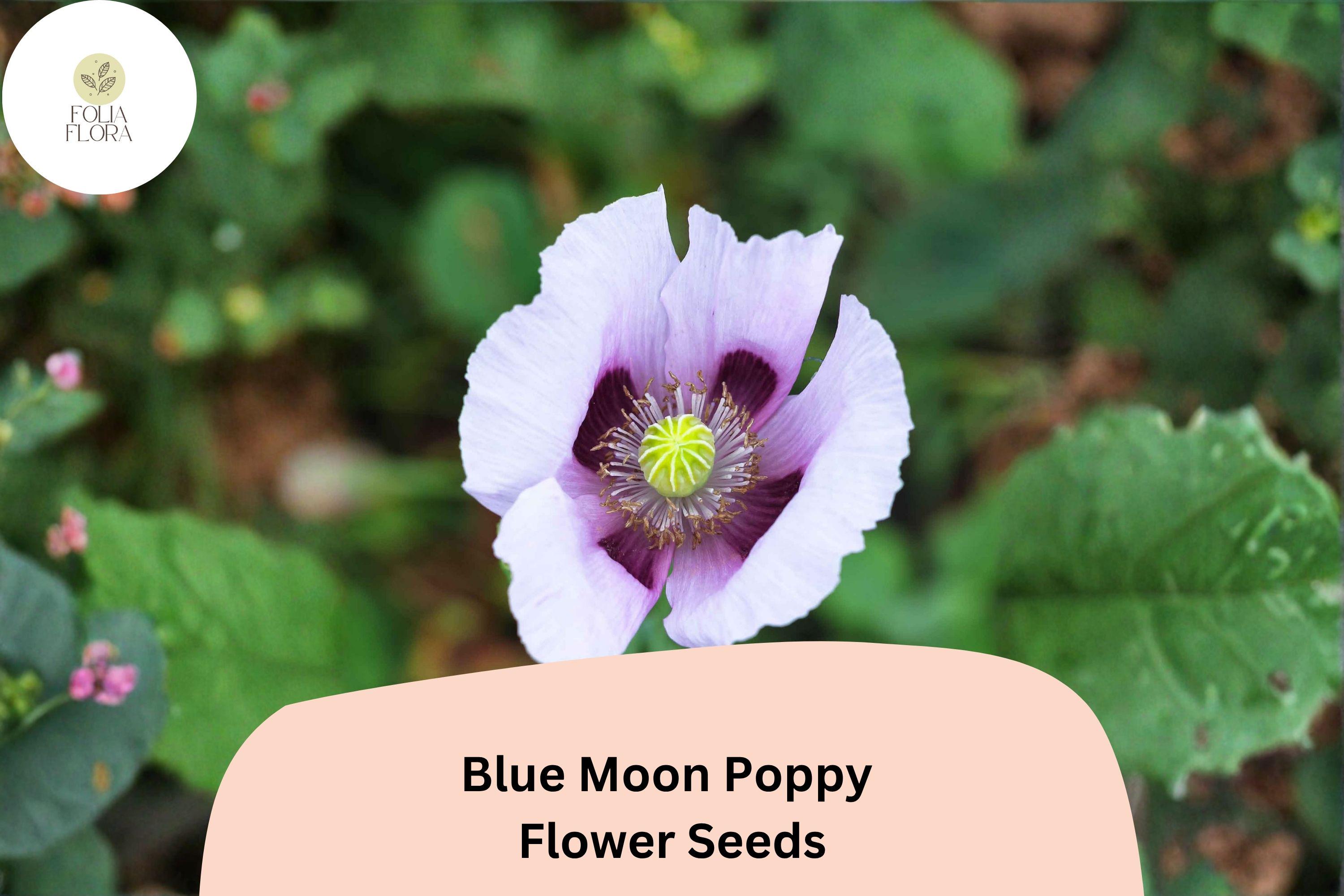 Blue Moon Poppy Seeds, Rare Lavender & Blue Blooms, Easy Grow, Papaver somniferum, Annual Flower for Garden Beds & Borders
