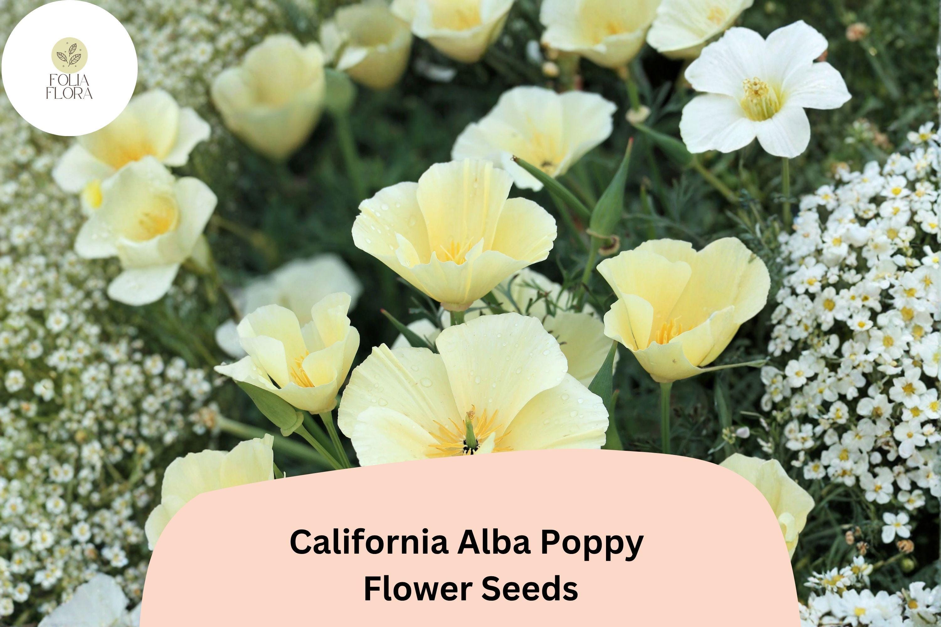 California Alba Poppy Seeds | White Wildflower | Drought-Tolerant Eschscholzia californica for Gardens & Containers