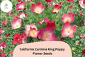 200+ California Carmine King Poppy Seeds | Eschscholzia californica | Bright Red-Pink Blooms | Drought-Tolerant Wildflower Seeds