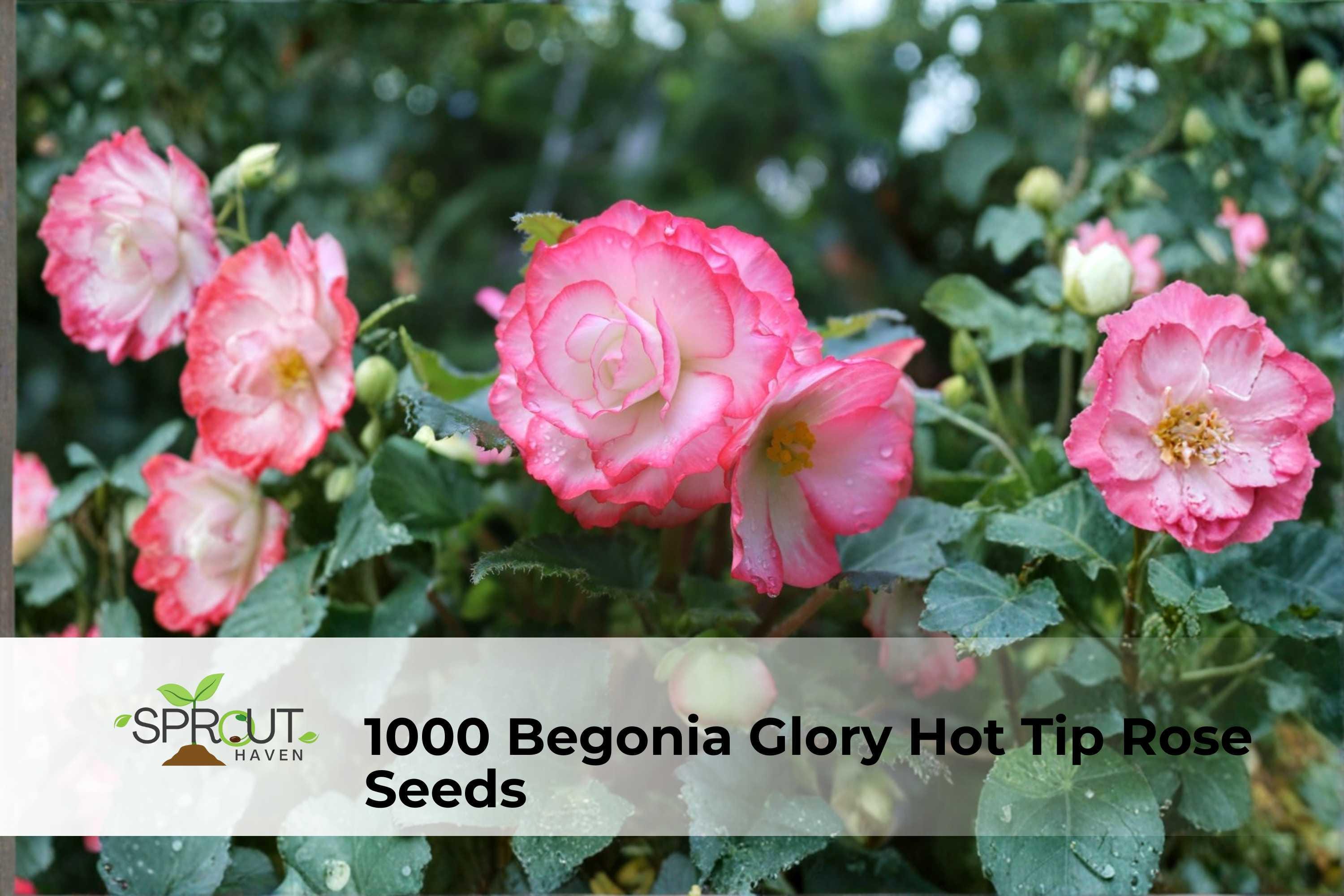 Begonia Seeds – 1000 Pack, Glory Hot Tip Rose, Pink Bedding Flowers, Annual, Compact, Summer Bloom, Begonia semperflorens hybrids