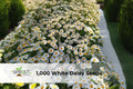 White Daisy Seeds for Planting, Shasta Daisy Perennial Flowers, Easy to Grow, Garden Seeds, Flower Seeds, USDA Zones 3-9