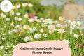 California Ivory Castle Poppy Seeds – Drought Tolerant, White Flowers, Eschscholzia californica, Wildflower Garden, Low Maintenance