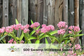 100 Pentas lanceolata ‘Graffiti Lipstick’ Seeds – Vibrant Pink Star-Shaped Flowers, Butterfly & Hummingbird Attracting Annual