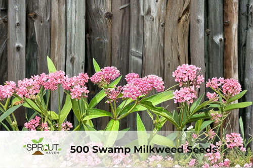 100 Pentas lanceolata ‘Graffiti Lipstick’ Seeds – Vibrant Pink Star-Shaped Flowers, Butterfly & Hummingbird Attracting Annual