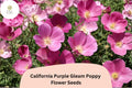 California Purple Gleam Poppy Seeds - Wildflower Garden Planting, Purple Blooms, Eschscholzia californica, 200+ Seeds