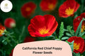 California Red Chief Poppy Seeds - Vibrant Red Wildflower Garden - Eschscholzia californica, Pollinator-Friendly, Easy to Grow