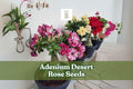 Adenium Desert Rose Seeds - Mixed Double Petal Bonsai Flower Seeds - Ornamental Succulent - Adenium obesum