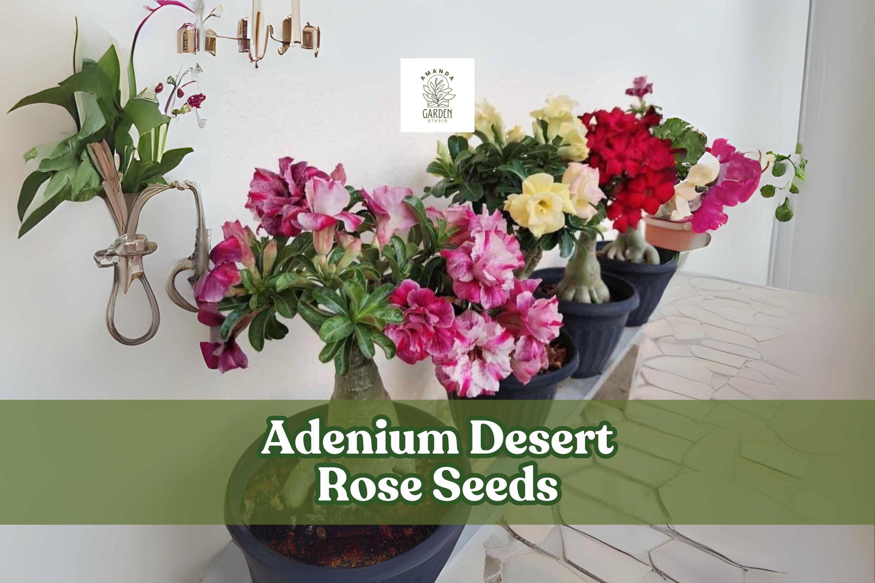 Adenium Desert Rose Seeds - Mixed Double Petal Bonsai Flower Seeds - Ornamental Succulent - Adenium obesum
