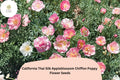 California Thai Silk Appleblossom Chiffon Poppy Seeds – Over 200, Eschscholzia californica, Pink, Peach, Cream, Wildflower, Pollinator-Friendly
