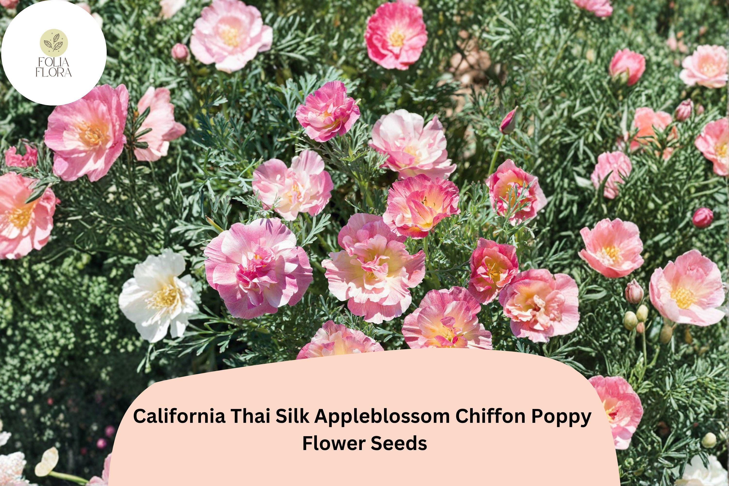 California Thai Silk Appleblossom Chiffon Poppy Seeds – Over 200, Eschscholzia californica, Pink, Peach, Cream, Wildflower, Pollinator-Friendly
