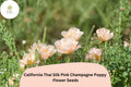 200+ California Thai Silk Pink Champagne Poppy Seeds – Wildflower, Pastel Pink & Cream, Eschscholzia californica, Drought Tolerant