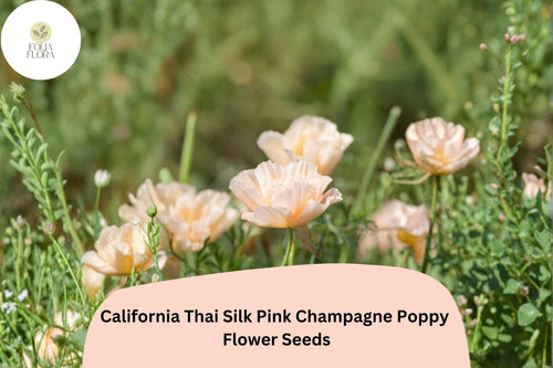 200+ California Thai Silk Pink Champagne Poppy Seeds – Wildflower, Pastel Pink & Cream, Eschscholzia californica, Drought Tolerant
