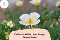 California White Linen Poppy Seeds, Eschscholzia californica, Wildflower Seeds for Garden, White Poppy Flower, Drought-Tolerant, Bee & Butterfly Attracting