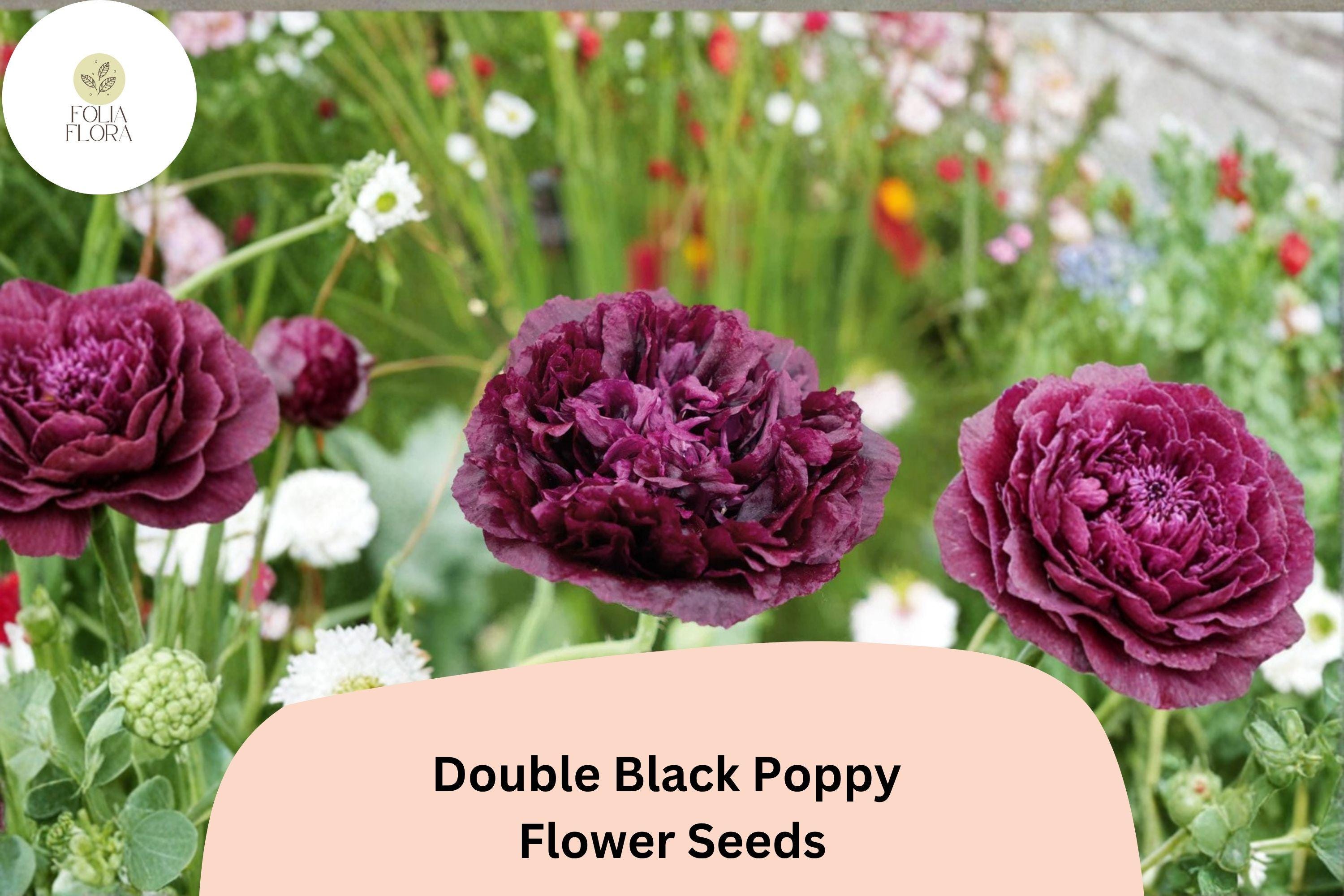 Double Black Poppy Seeds – Heirloom Papaver somniferum – Deep Maroon Velvet Blooms – 200+ Seeds for Garden Borders