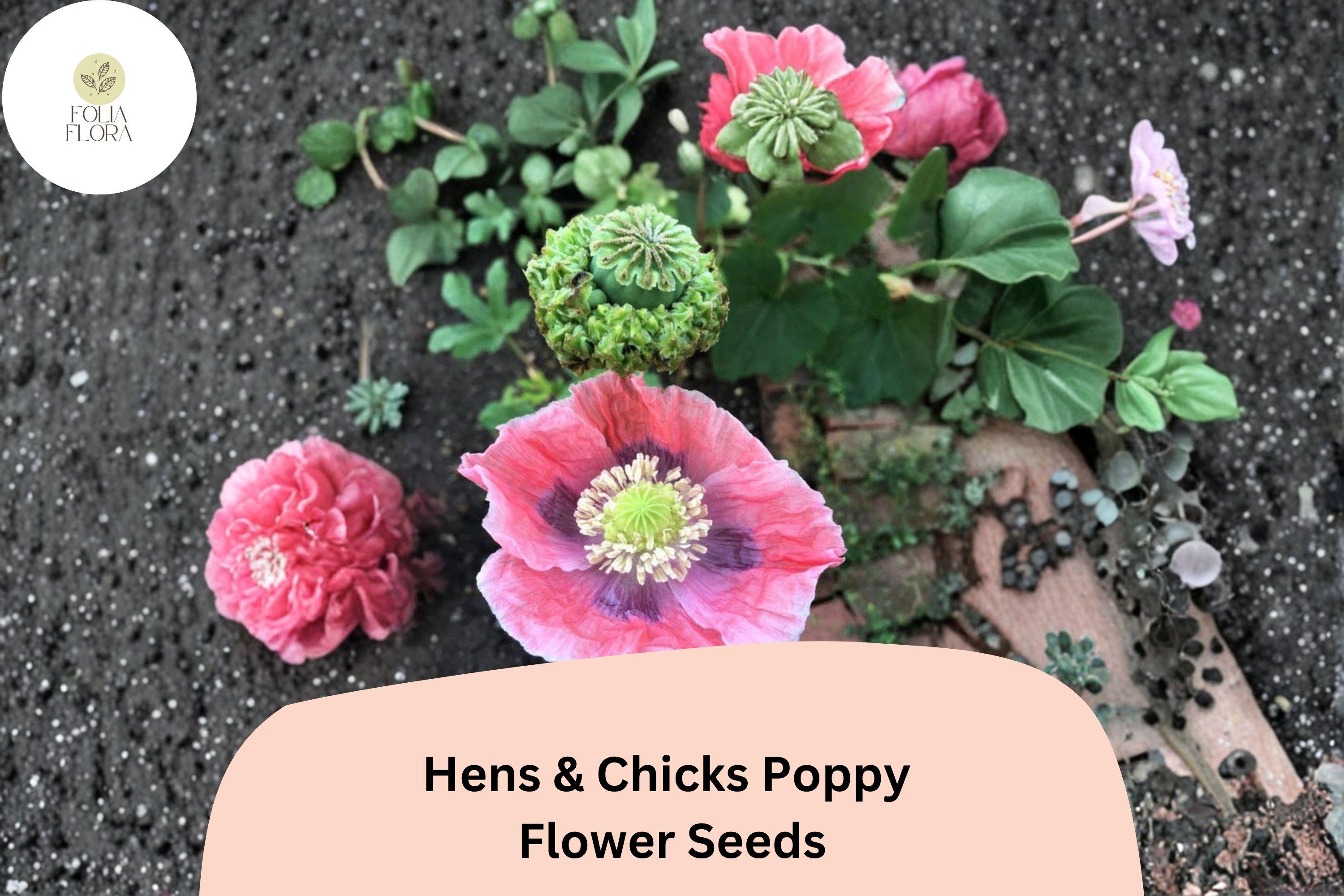 Hens and Chicks Poppy Seeds – Pink Frilled Blooms, Papaver somniferum, Cottage Garden, Pollinator Friendly, 200+ Seeds