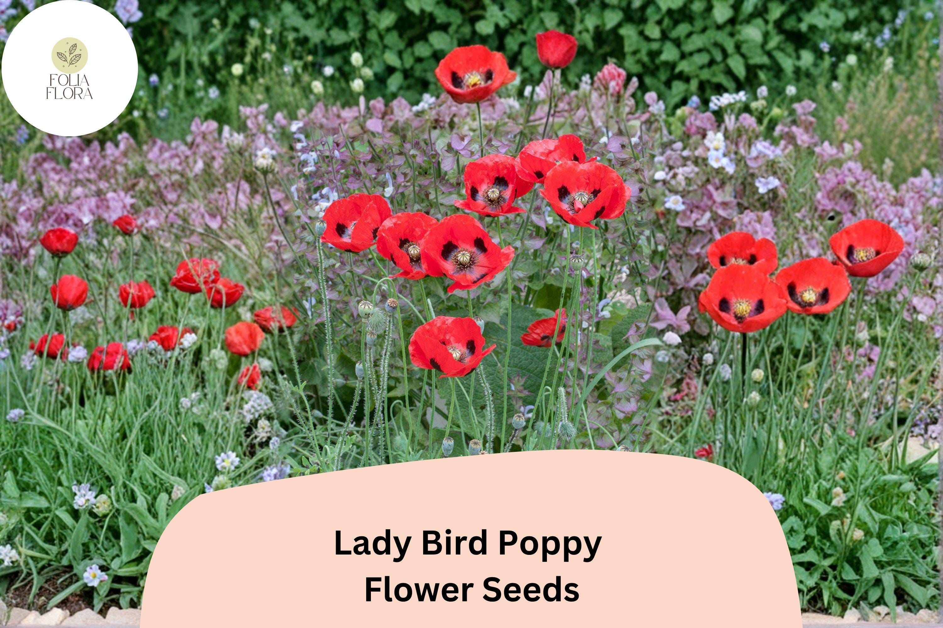 Lady Bird Poppy Seeds – Scarlet Red Wildflower with Black Centers, Papaver commutatum, Annual Flower, Pollinator Friendly