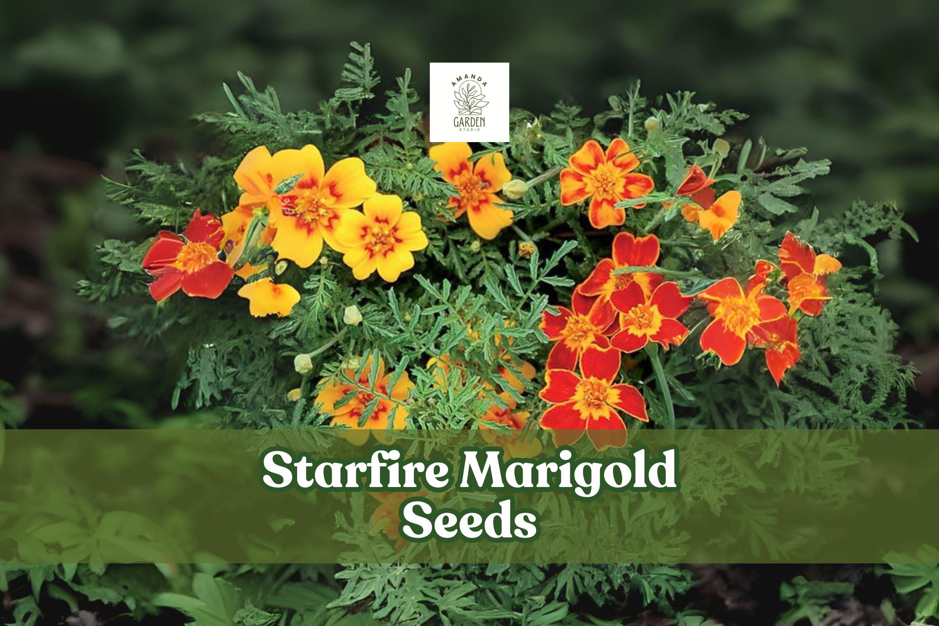 Starfire Marigold Seeds, Tagetes tenuifolia, Exotic Orange & Yellow Blooms, Pollinator-Friendly, Summer Annual, 50 Seeds