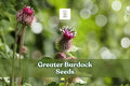 50 Greater Burdock Seeds | Edible Root Herb | Ornamental Plant | Arctium lappa Seed for Garden, Permaculture, Pollinator Habitat