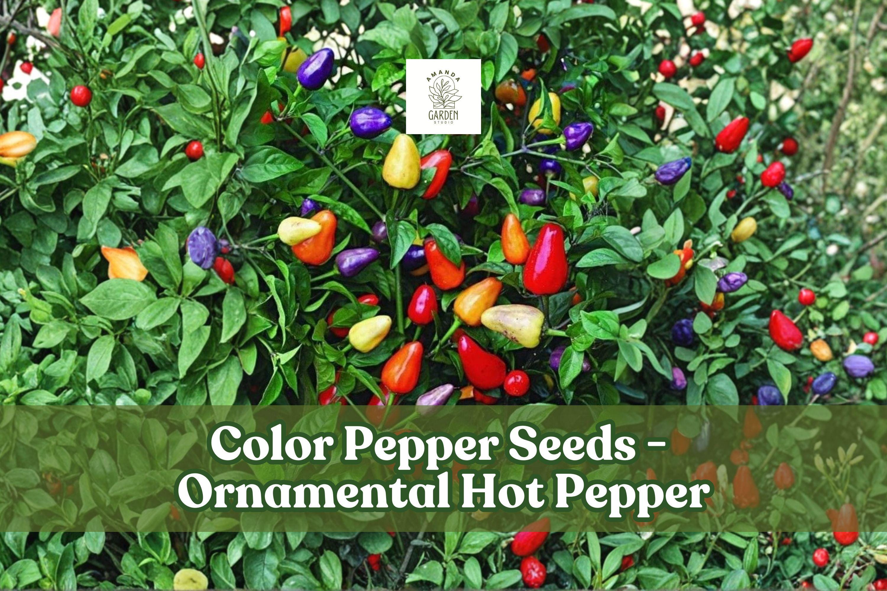 Multicolor Ornamental Hot Pepper Seeds – Capsicum annuum, 25+ Seeds, Edible & Decorative, Vibrant Purple, Cream, Yellow, Orange, Red