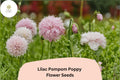 Lilac Pompom Poppy Seeds – Double Bloom Flowers, Papaver somniferum, Heirloom, Pollinator Friendly, 200+ Seeds