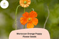 200+ Moroccan Orange Poppy Seeds – Vibrant Orange Blooms, Drought-Tolerant Perennial, Papaver atlanticum, Pollinator Friendly