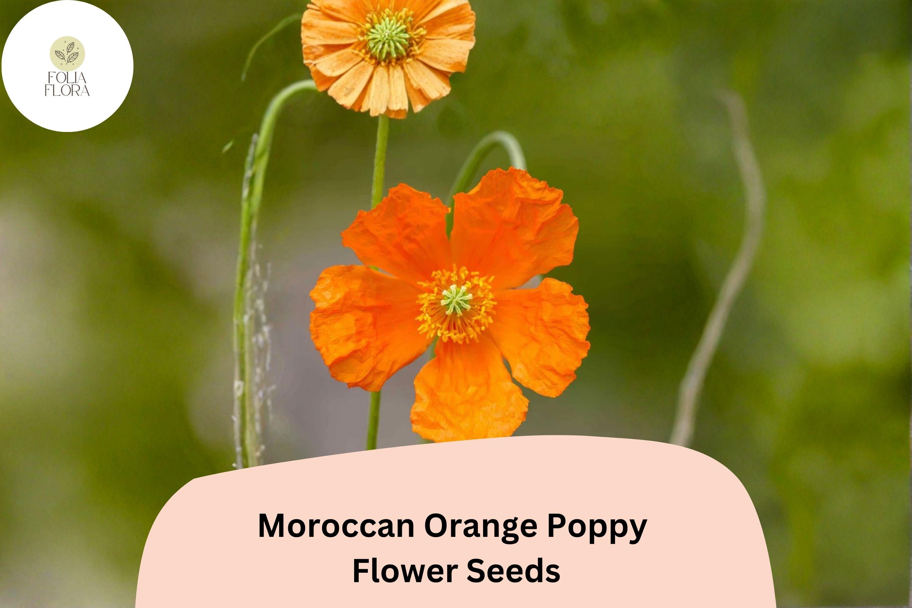200+ Moroccan Orange Poppy Seeds – Vibrant Orange Blooms, Drought-Tolerant Perennial, Papaver atlanticum, Pollinator Friendly