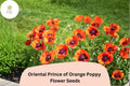 200+ Prince of Orange Poppy Seeds – Vibrant Orange Perennial Flower – Papaver orientale for Garden Beds & Borders