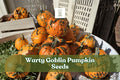 Warty Goblin Pumpkin Seeds | Ornamental Cucurbita pepo Bumpy Decorative Pumpkins for Fall & Halloween