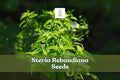 250 Stevia Seeds - Sweetleaf Herb Plant, Stevia rebaudiana, Ornamental & Culinary Herb for Indoor & Outdoor Growing