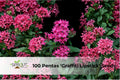 6 Orange Space Lilium Bulbs | Fragrant Perennial Tree Lily | Lilium hybrid | Tall 4–7 ft summer blooms