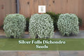 Silver Falls Dichondra Seeds - Drought-Tolerant Groundcover & Hanging Basket Plant - Dichondra argentea