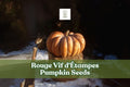 Rouge Vif d'Étampes Pumpkin Seeds – Heirloom French Cinderella Pumpkin Cucurbita maxima for Fall Decor & Baking