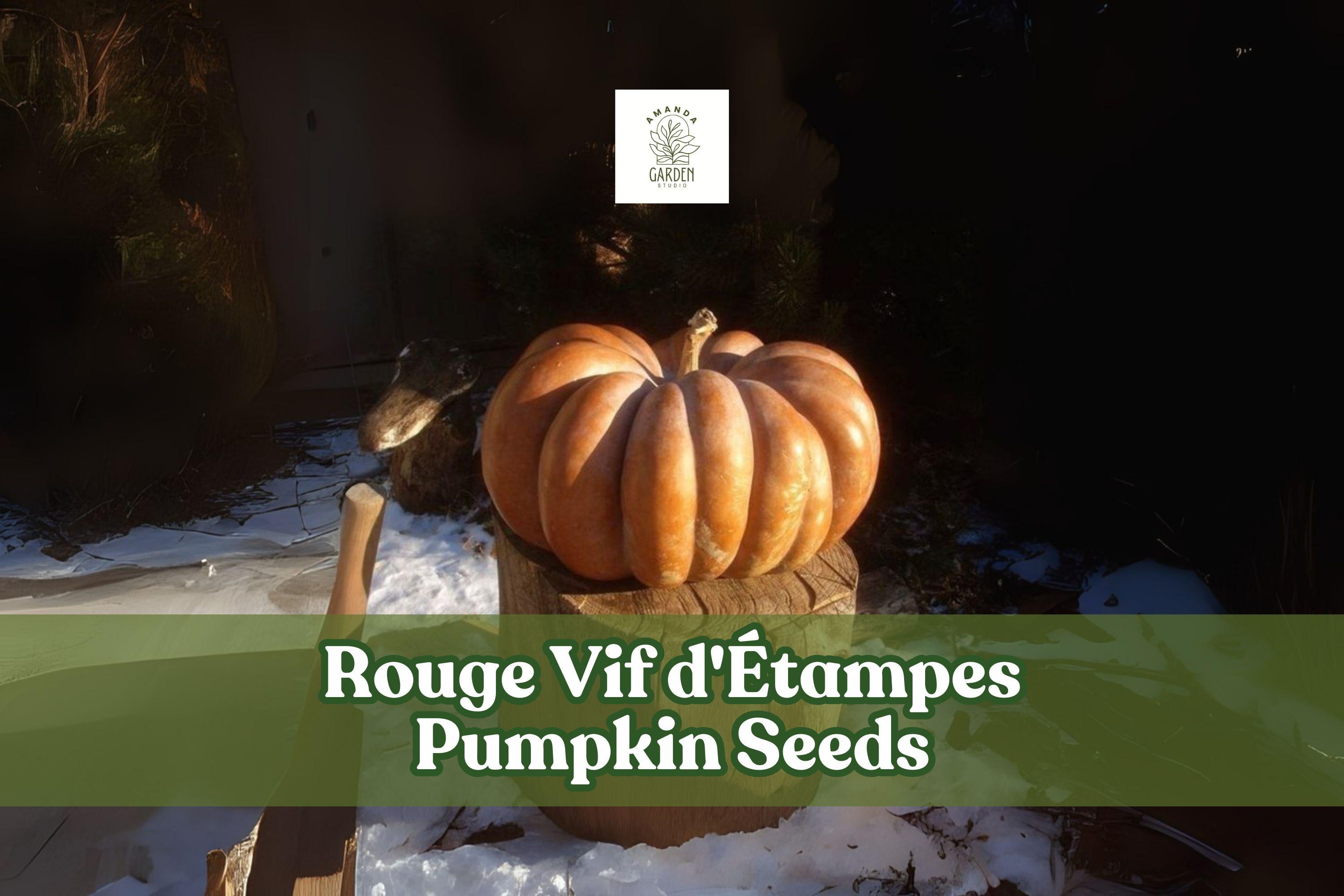 Rouge Vif d'Étampes Pumpkin Seeds – Heirloom French Cinderella Pumpkin Cucurbita maxima for Fall Decor & Baking