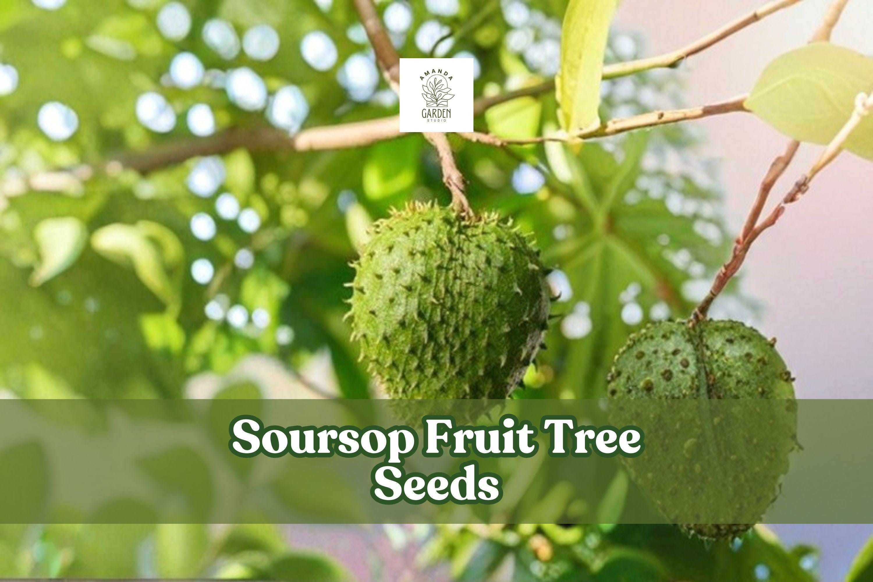 Soursop Seeds, 5 Annona muricata Tropical Fruit Tree Seeds, Exotic Evergreen Plant for Indoor & Outdoor Gardens