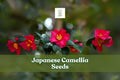 Japanese Camellia Seeds - Camellia japonica Evergreen Flowering Shrub for Bonsai & Garden, 5 Seeds