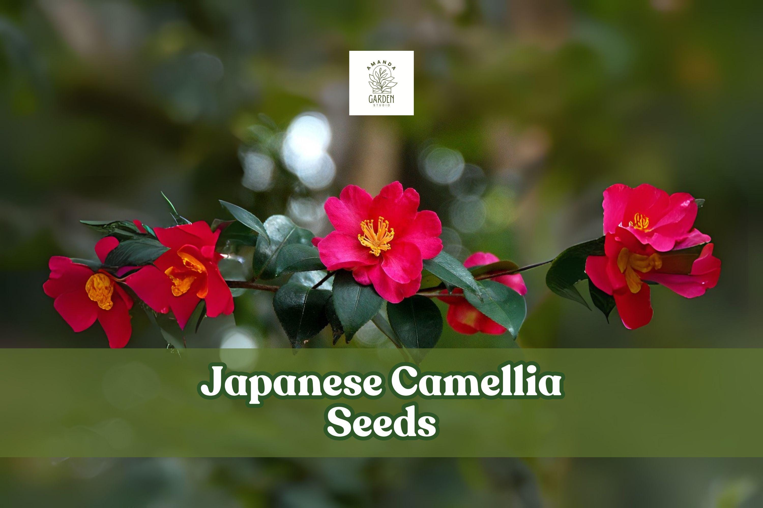Japanese Camellia Seeds - Camellia japonica Evergreen Flowering Shrub for Bonsai & Garden, 5 Seeds