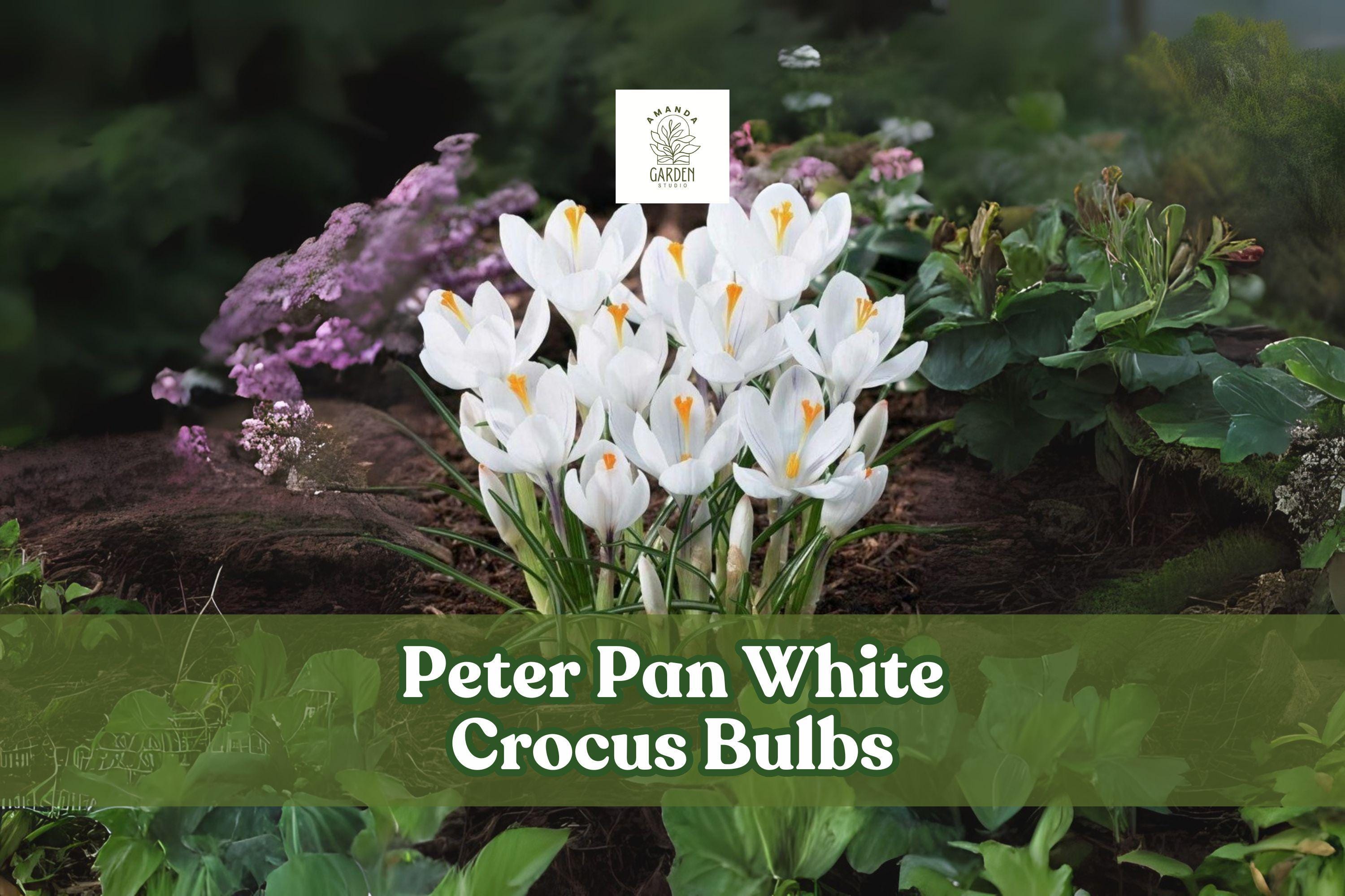 Peter Pan White Crocus Bulbs, Early Spring Flowering, Crocus chrysanthus, 5 Bulbs