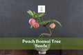 Peach Bonsai Tree Seeds - 4 Prunus persica Fruit-Bearing Miniature Tree for Indoor & Outdoor Gardening