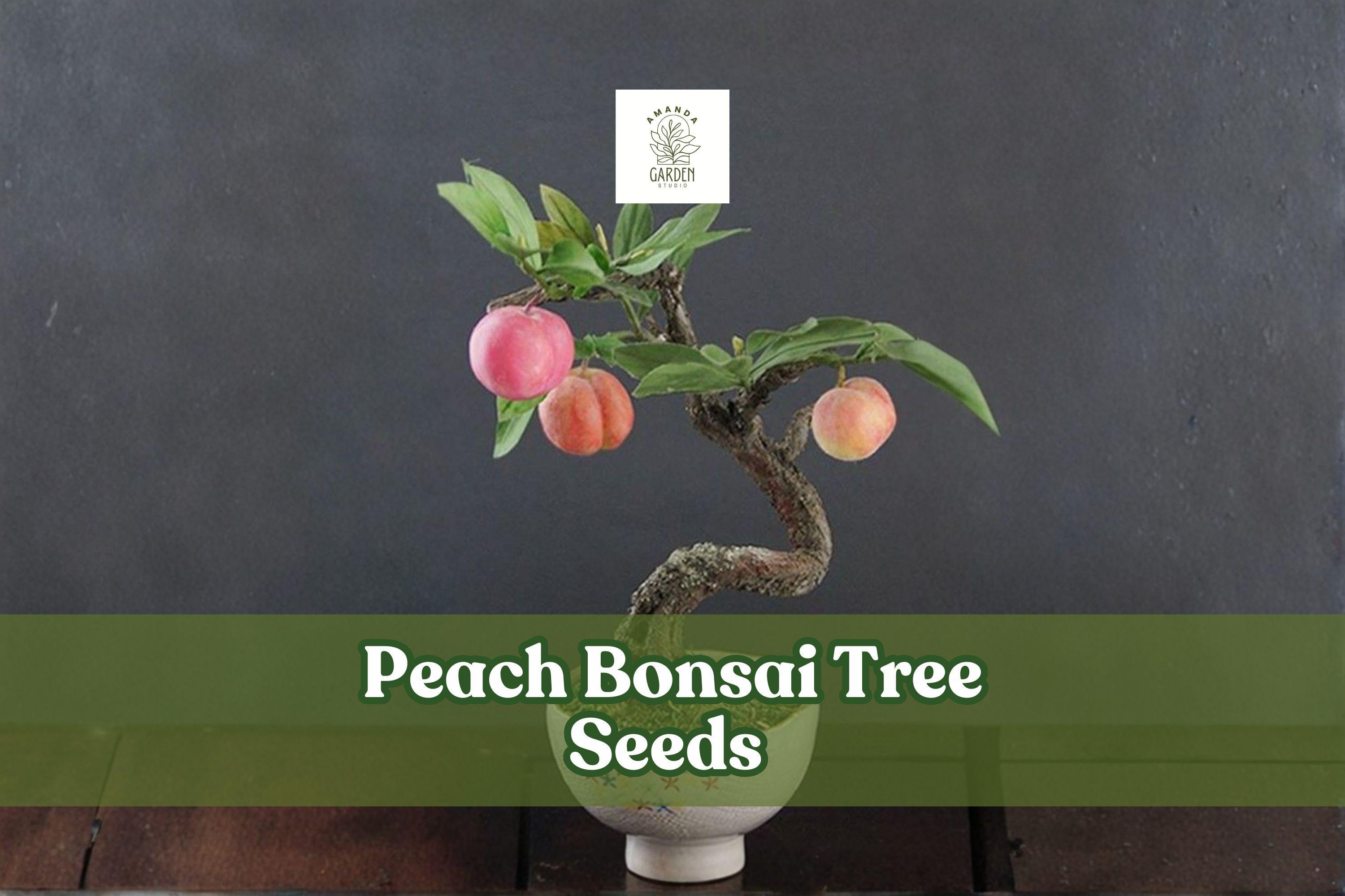 Peach Bonsai Tree Seeds - 4 Prunus persica Fruit-Bearing Miniature Tree for Indoor & Outdoor Gardening