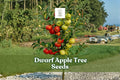 25 Dwarf Apple Tree Seeds for Bonsai - Malus domestica Fruit-Bearing Miniature Tree, Easy to Grow, Indoor & Patio Gardening