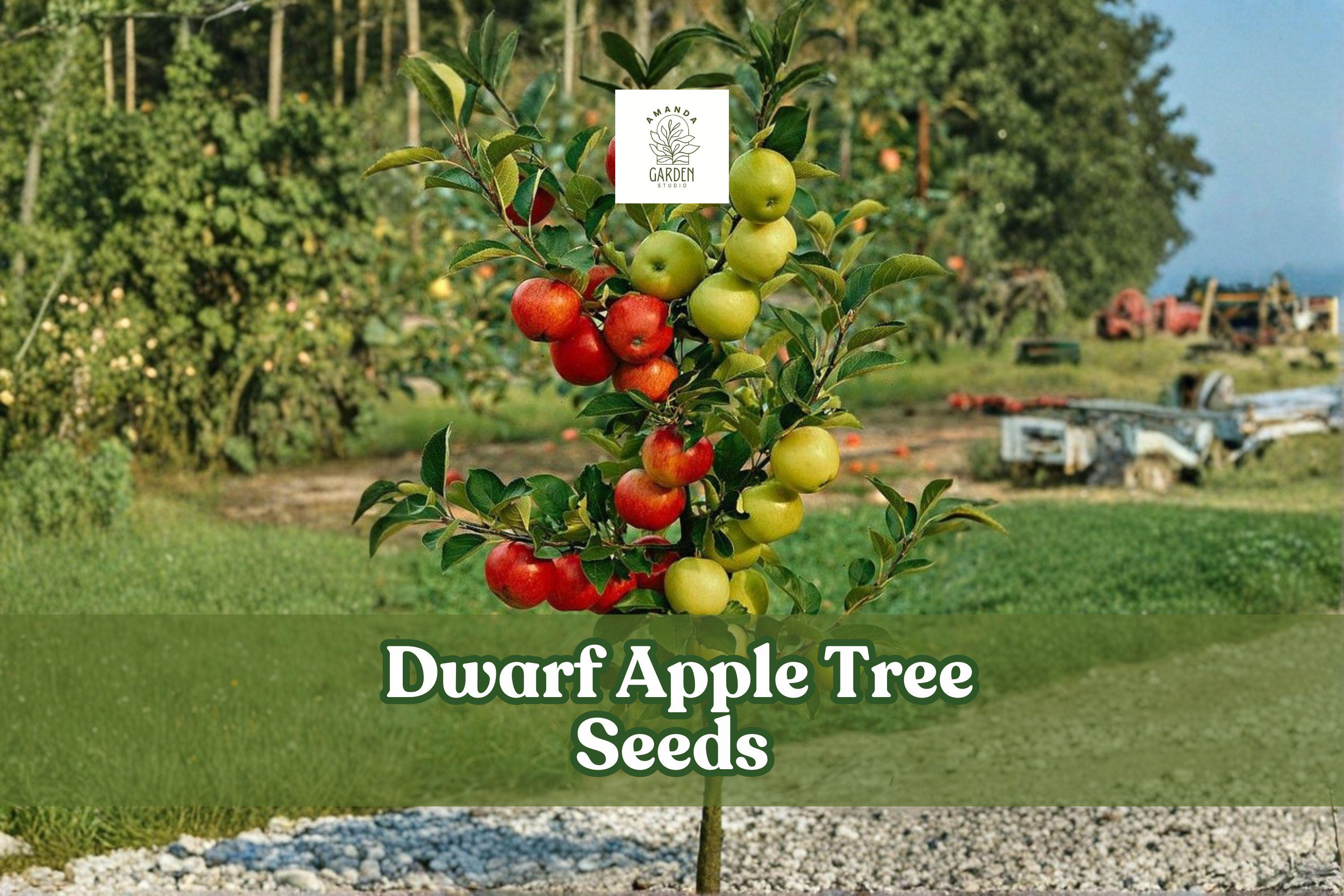 25 Dwarf Apple Tree Seeds for Bonsai - Malus domestica Fruit-Bearing Miniature Tree, Easy to Grow, Indoor & Patio Gardening